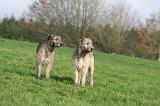 IRISH WOLFHOUND 386